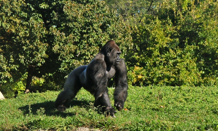 4 Days Lowland Gorilla Double Trekking Safari Experience