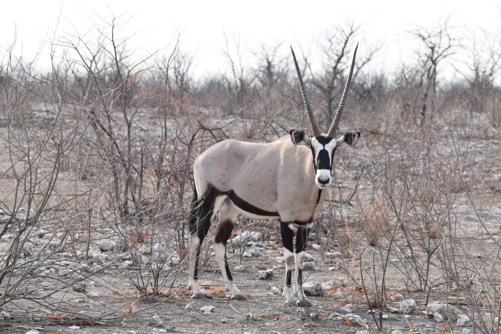 10-Day Namibia Safari - Etosha National Park & Beyond