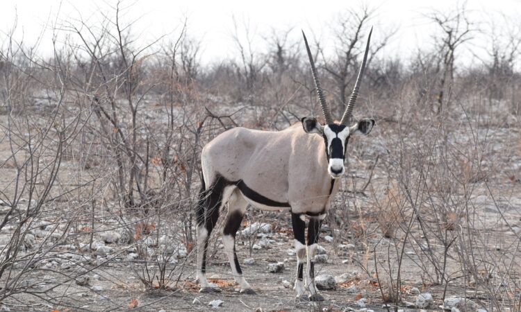 10-Day Namibia Safari - Etosha National Park & Beyond