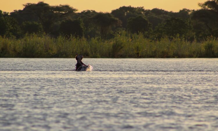 10-Day Zambia Safari - South Luangwa, Lower Zambezi & Kafue Parks