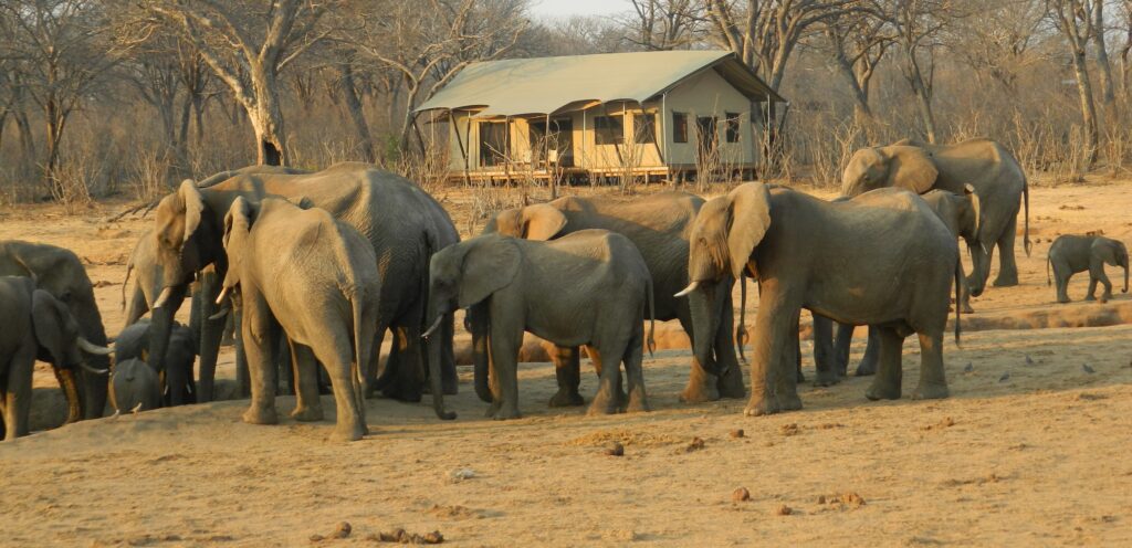10-Day Zimbabwe Safari - Exploring Hwange National Park