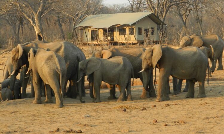 10-Day Zimbabwe Safari - Exploring Hwange National Park