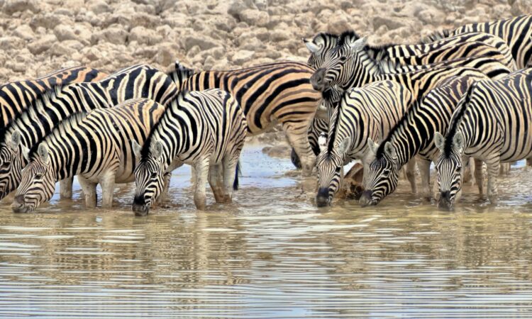 12-Day Namibia, Chobe & Vic Falls Safari Tour