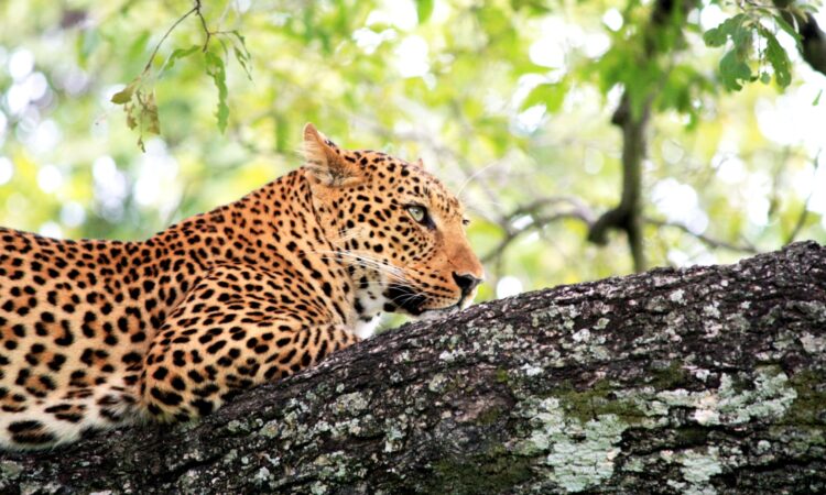 15-Day Luxury Zambia Safari & Waterfalls Holiday Experience