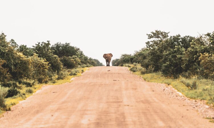 17-Day Northern Namibia, Victoria Falls & Botswana Safari