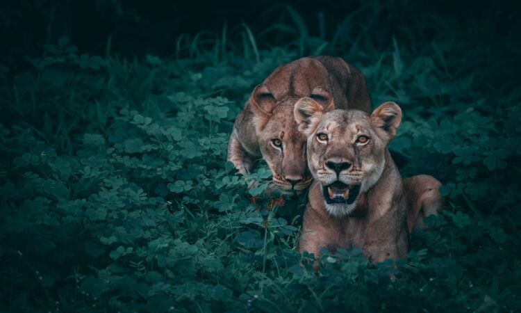 3-Day Chobe National Park Mobile Safari in Botswana