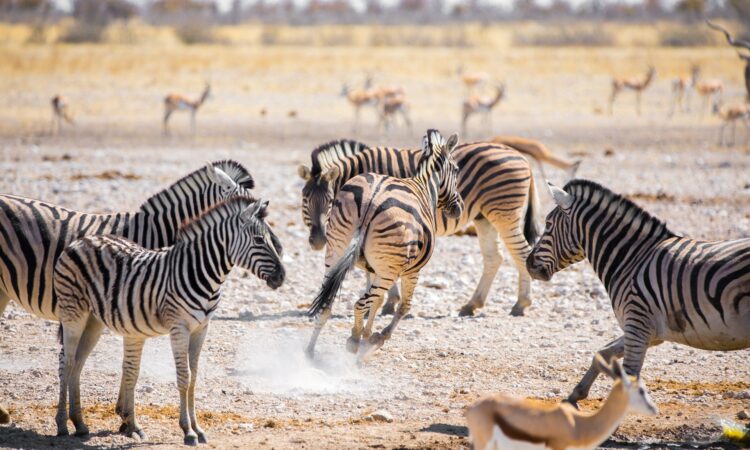 3-Day Etosha Wildlife Safari - Discover Namibia's Natural Wonders