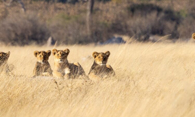 3-Day Hwange National Park Wildlife Safari in Zimbabwe