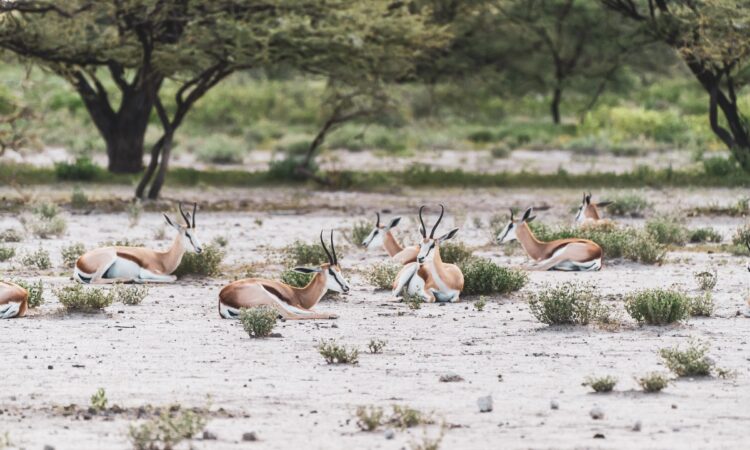 4-Day Etosha National Park Wildlife Safari in Namibia