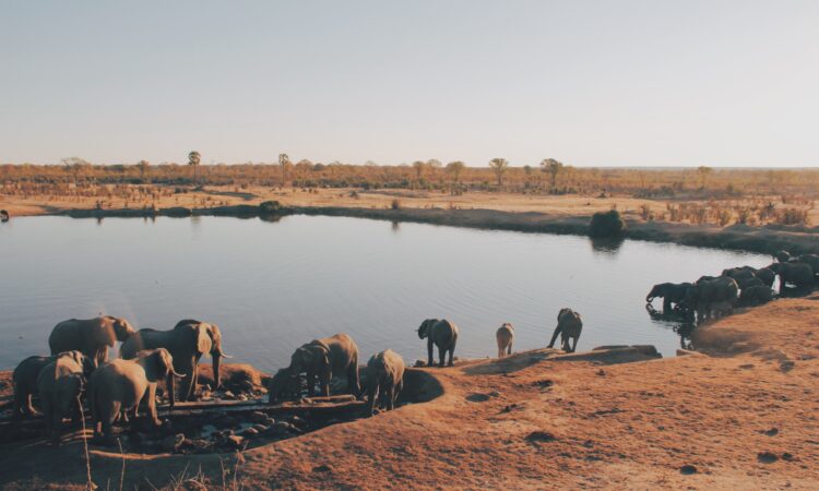 4-Day Hwange National Park Safari - Zimbabwe's Wildlife Haven