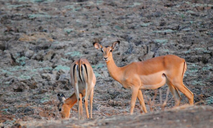 4-Day South Luangwa National Park Safari - Wildlife and Adventure
