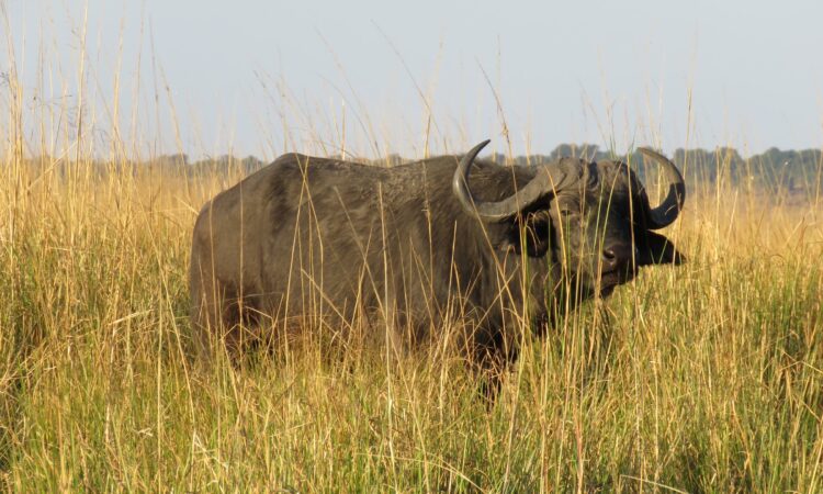 5-Day Victoria Falls and Chobe National Park Safari Adventure