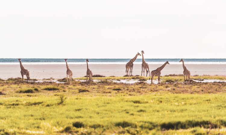 7-Day Namibia Safari - Etosha National Park and Beyond