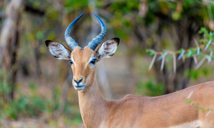 7-Day Zimbabwe Safari - Hwange National Park & Victoria Falls