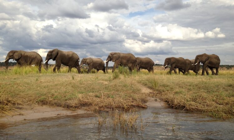 8-Day Botswana Zimbabwe Safari Adventure - Moremi, Chobe, and Victoria Falls