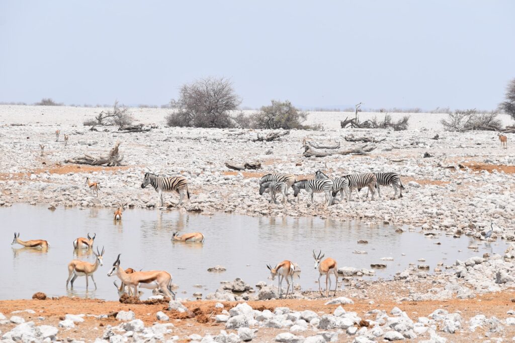 Detailed 7-Day Etosha National Park & Namibia Historical Safari Itinerary