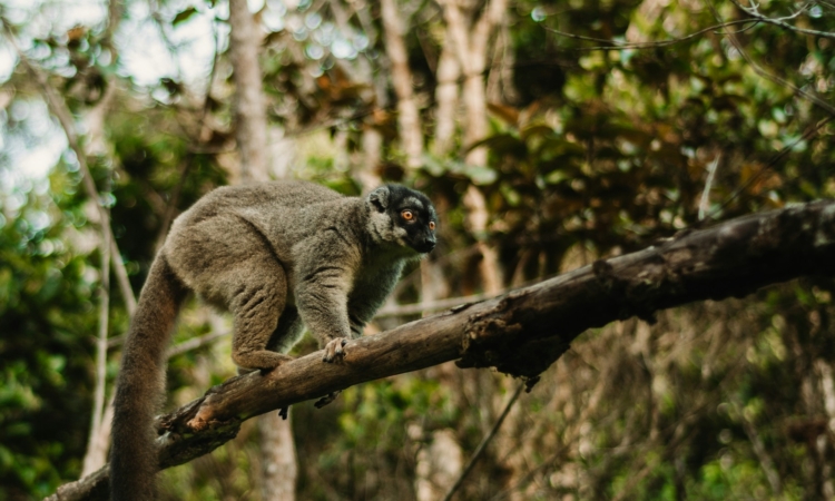 10-Day Madagascar Beach & Lemur Explorer Tour