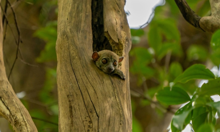 12-Day Luxury Madagascar Tour - Andasibe Lemurs & Nosy Ankao Beach Escape