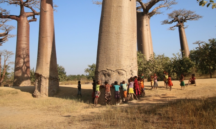 15-Day Baobab, Lemur & Rain-forest Safari in Madagascar