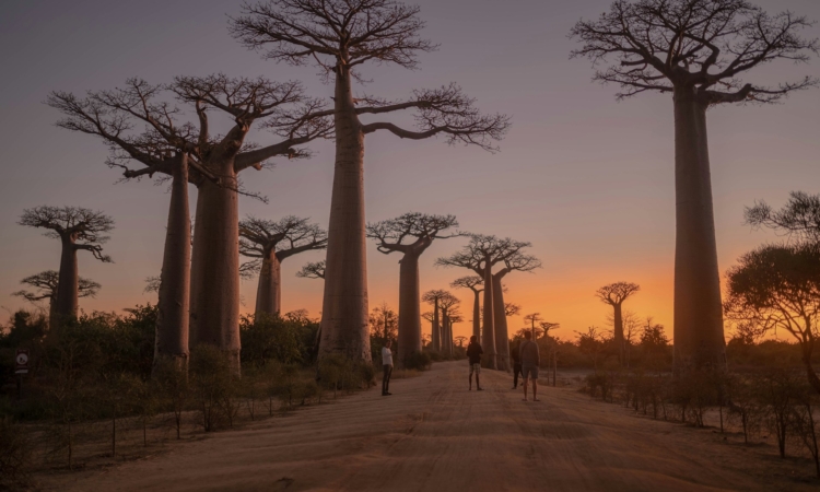 24-Day Madagascar Tour - Tsingy, Baobab Avenue, Ranomafana & Nosy Be Beaches