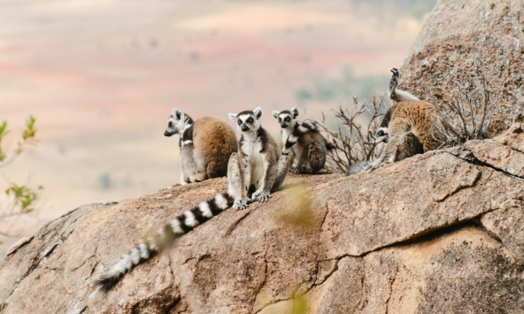3-Day Andasibe Reserve Lemur & Wildlife Tour in Madagascar