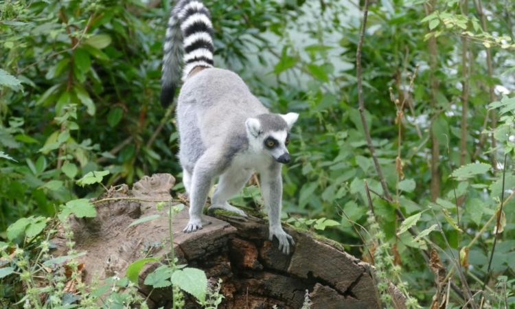 5-Day Madagascar Tour - Andasibe Reserve Lemur & Wildlife Experience