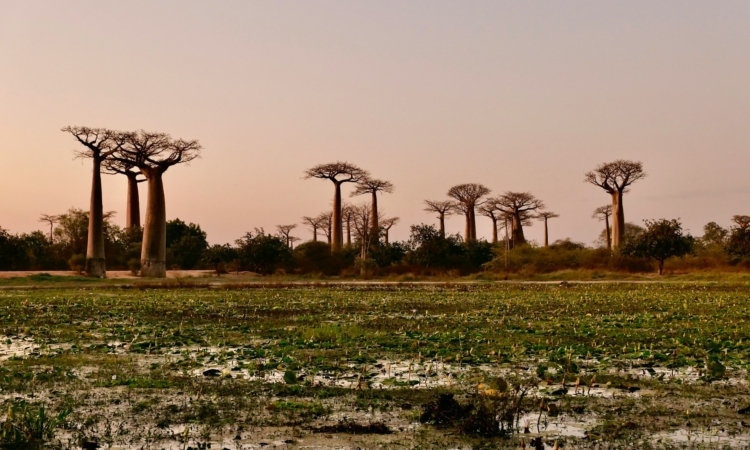 8-Day Madagascar Safari - Tsingy de Bemaraha & Baobab Avenue Tour