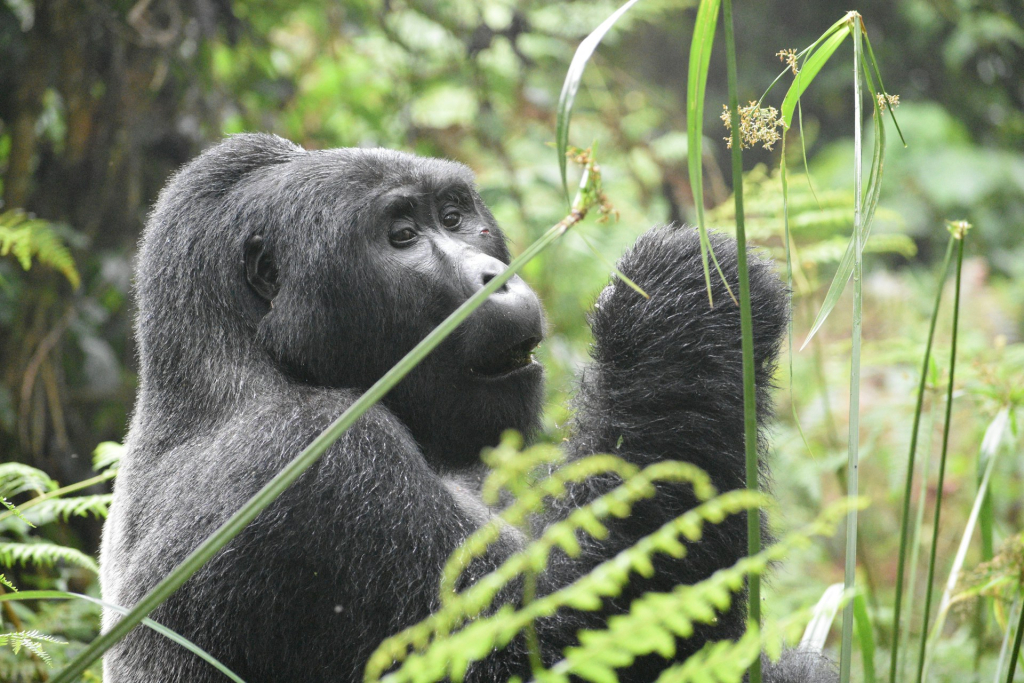 1-Day Rwanda Gorilla Tour Highlights