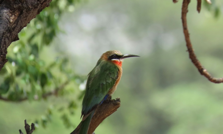 12-Day Ethiopia Birding Tour - Explore Awash National Park, Bale Mountains & Lake Langano