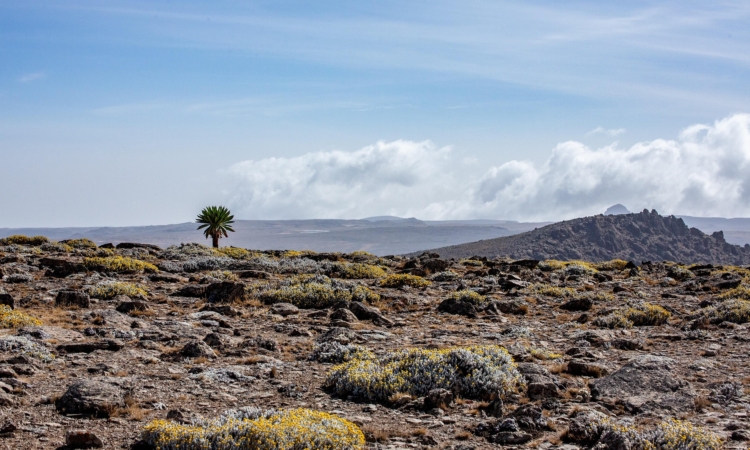 14-Day Ethiopia Mammal Watching Tour - Explore Simien Mountains, Awash National Park & Bale Mountains