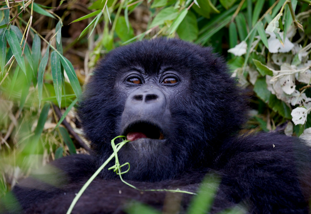 2-Day Rwanda Gorilla Tour Highlights