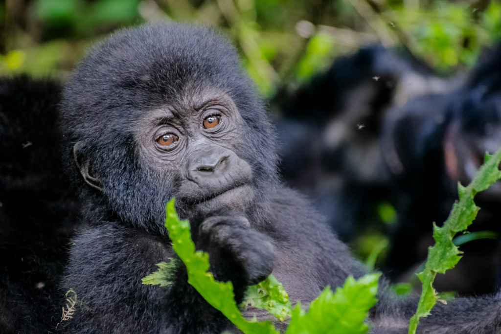 3-Day Affordable Gorilla Tour Highlights