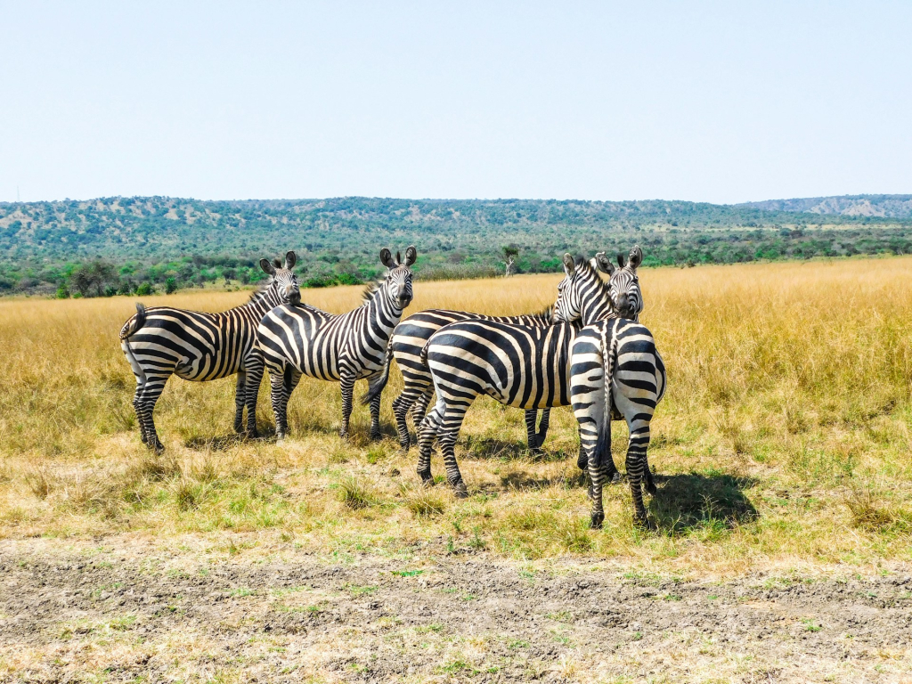 3-Day Akagera Wildlife Safari Highlights