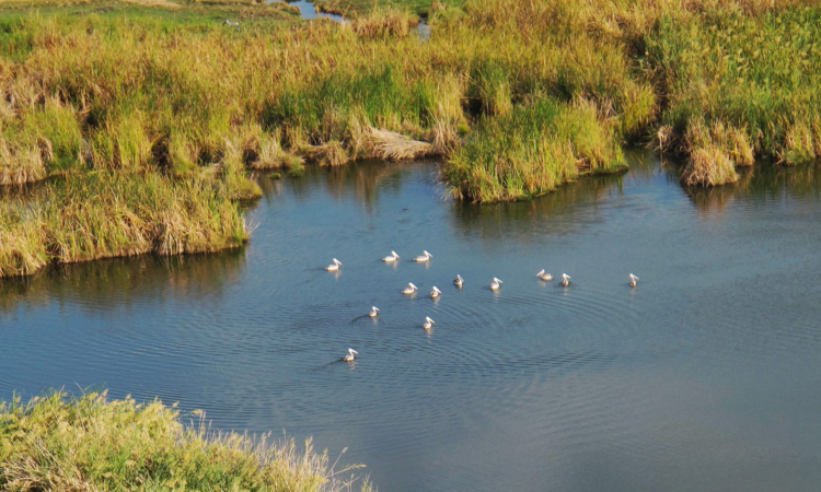 3-Day Awash National Park Safari - Wildlife, Bird-watching & Hot Springs Adventure