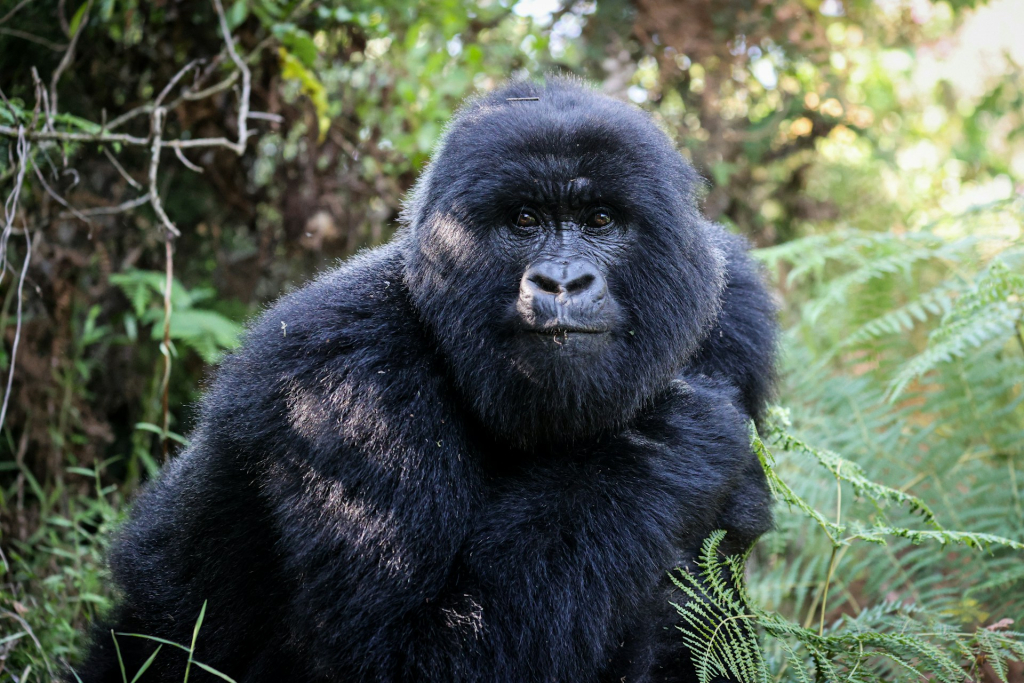 3-Day Double Gorilla Trekking Tour Highlights