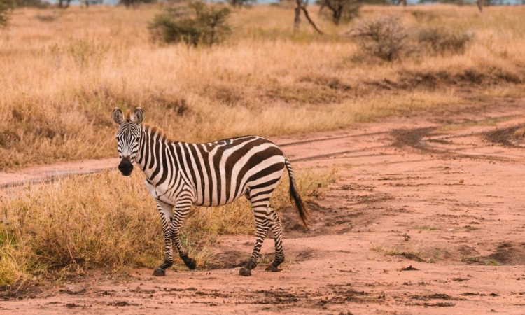 3-Day Lake Manyara & Tarangire Safari - Encounter Tanzania's Big Five & Tree-Climbing Lions