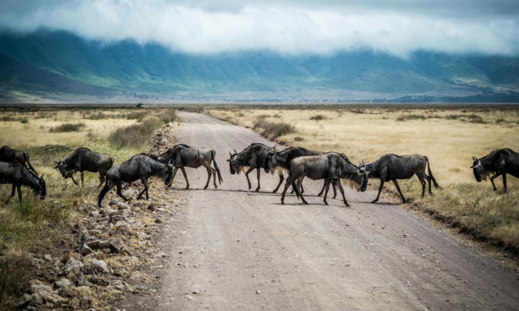 3-Day Ngorongoro Crater Safari - Explore Tanzania's Big Five & Ancient Landscapes