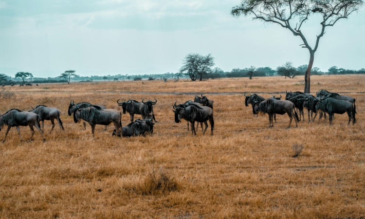 3-Day Serengeti & Ngorongoro Crater Safari - Witness the Migration & Big Five in Tanzania