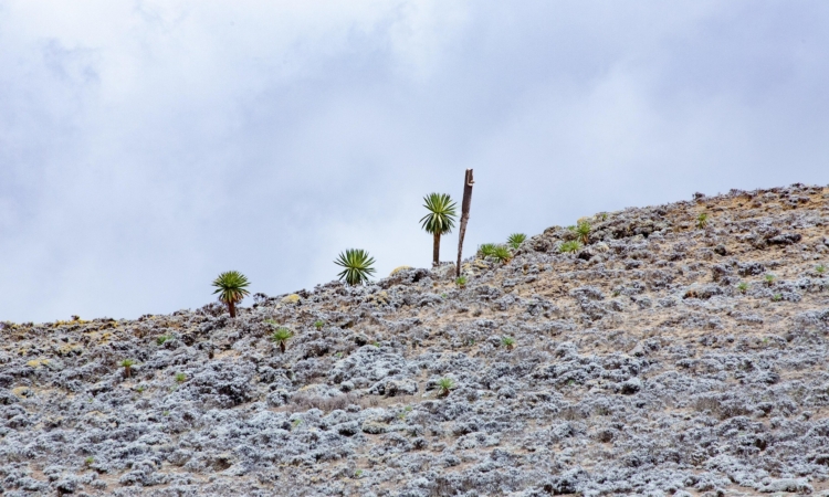 4-Day Bale Mountains Wildlife Safari - Encounter Ethiopian Wolves, Menelik’s Bushbuck & Afro-Alpine Landscapes