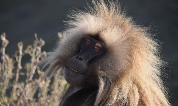 4-Day Simien Mountains Wildlife Safari - Explore Ethiopia's UNESCO World Heritage Site