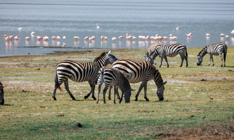 4-Day Tanzania Safari - Lake Manyara, Serengeti & Ngorongoro Crater Adventure