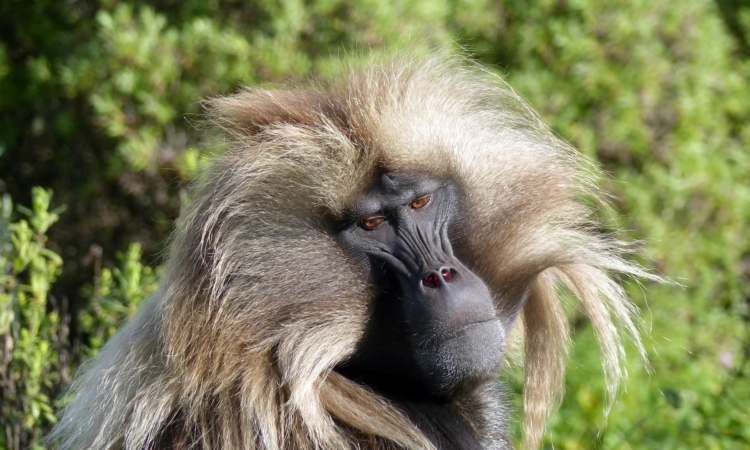 5-Day Simien Mountains Trekking Tour - Experience Ethiopia's Landscapes & Unique Wildlife