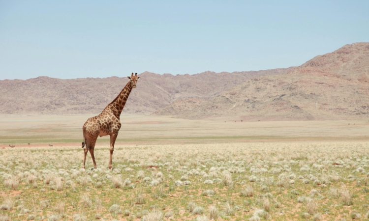 Best Time to Visit Tanzania - Optimize Your Safari & Wildlife Experience