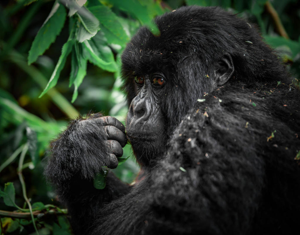 Detailed 1-Day Rwanda Gorilla Tour Itinerary