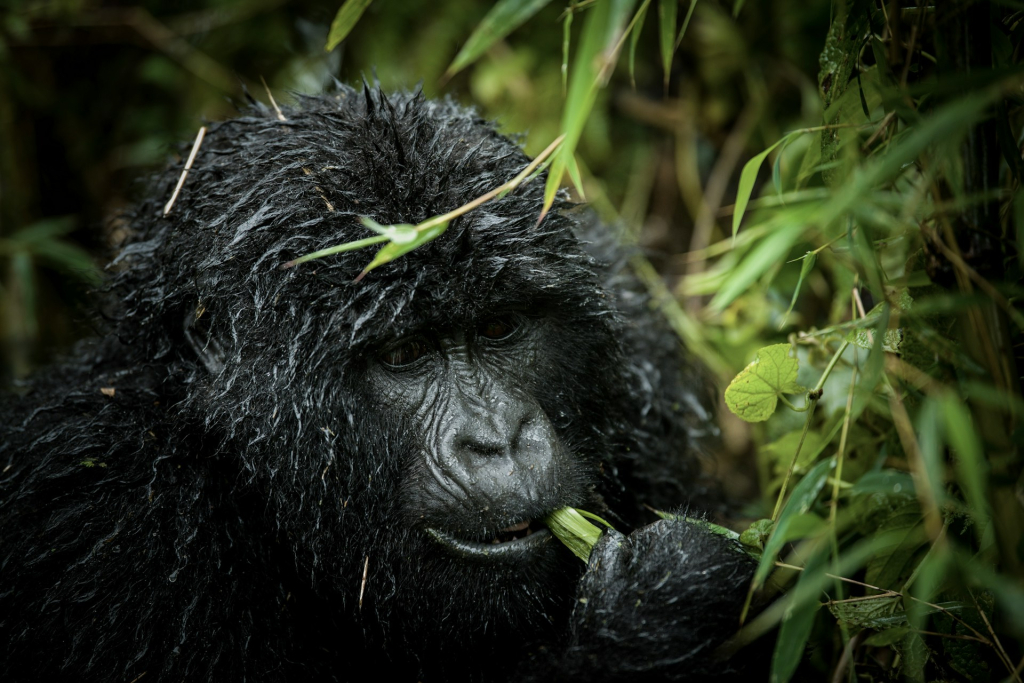 Detailed 2-Day Rwanda Gorilla Tour Itinerary
