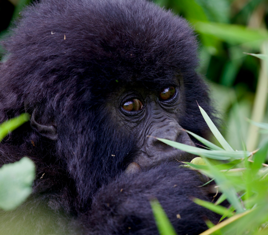 Detailed 2-Day Rwanda Gorilla Tour Itinerary