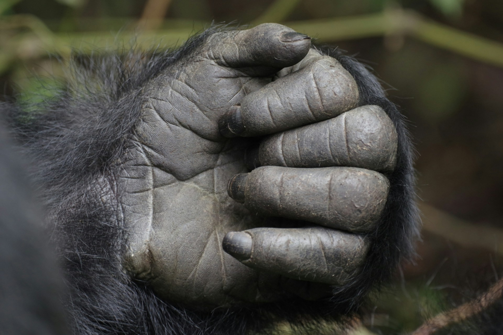 Detailed 3-Day Affordable Gorilla Tour Itinerary