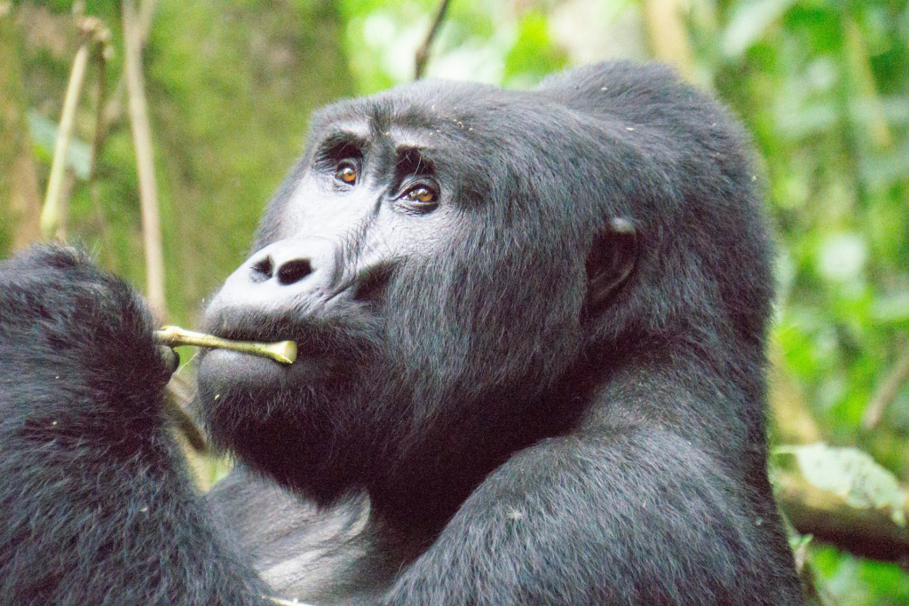 Detailed 3-Day Double Gorilla Trekking Tour Itinerary