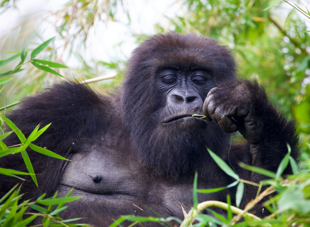 Detailed 3-Day Luxury Rwanda Gorilla Tour Itinerary