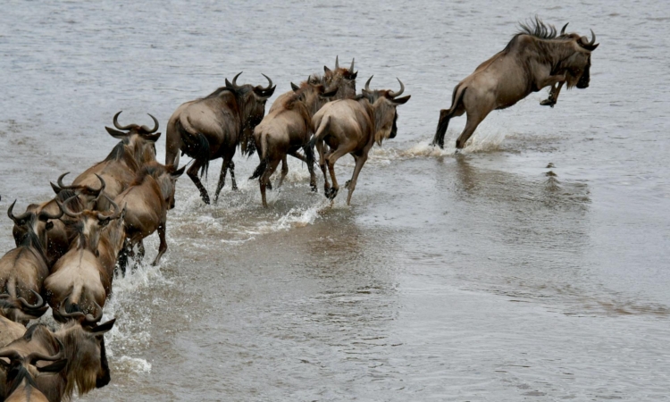 Experience the Great Wildebeest Migration Across Tanzania's Serengeti and Kenya's Masai Mara
